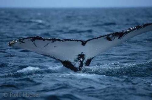 Photo: 
Humpback Whale Fluke Diving