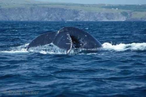 Photo: 
humpback whale ad 22579n