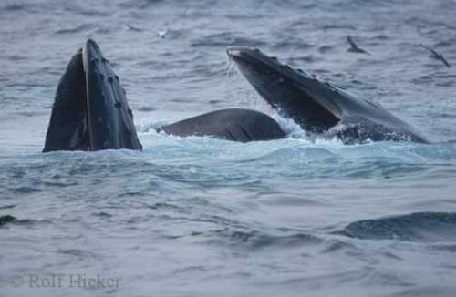 Photo: 
Humpback Whales Feeding