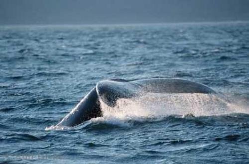 Photo: 
Humpback Whale Watching