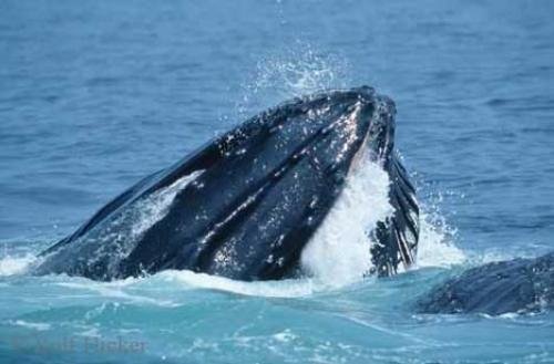 Photo: 
Humpback Whale Feeding Cape Cod