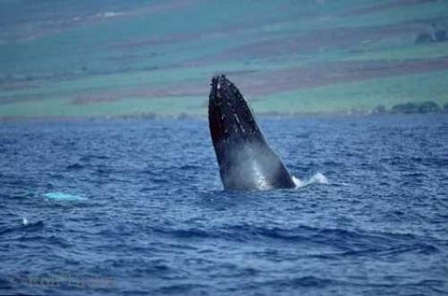 Photo: 
Humpback Whale Head Hawaii