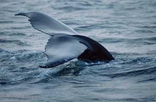 Photo: 
Humpback Whale Ad 22587n