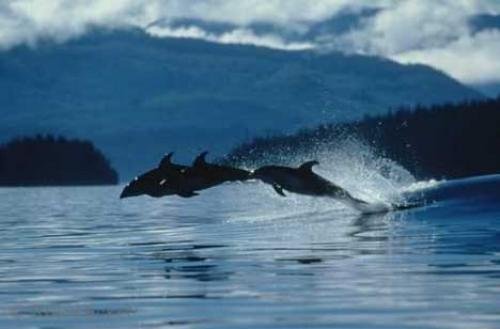 Photo: 
Dolphins Bow Riding