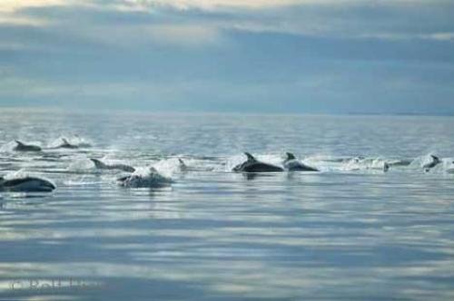 Photo: 
Small Group Marine Animals Dolphin Pictures