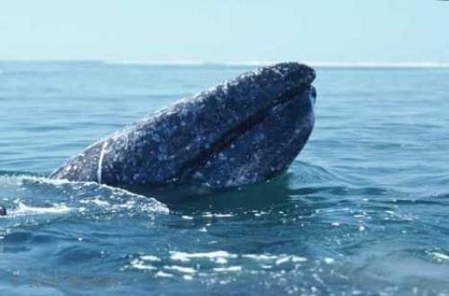 Photo: 
Gray Whales