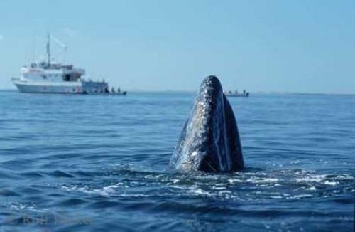 Photo: 
Baja California Tours