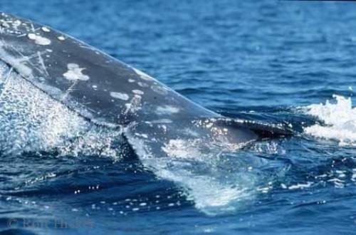 Photo: 
Grey Whale