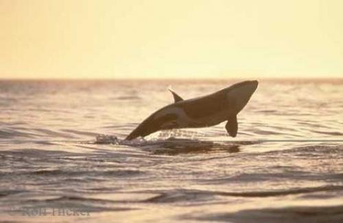 Photo: 
breaching killer whale