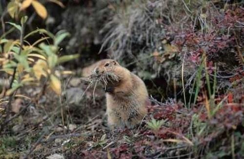 Photo: 
Arctic Ground Squirrel