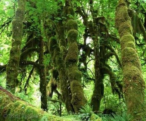 Photo: 
Hoh Rain Forest Olympic National Park