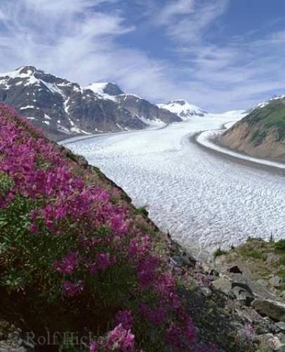 Photo of fireweed and the Salmon Glacier<br />in British Columbia, Canada Photo: 
Salmon Glacier Misty Fjord Alaska