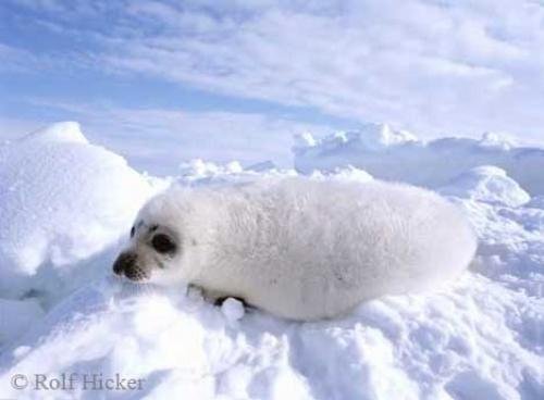 Photo: 
Animal Photos