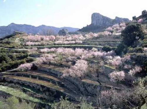 Photo: 
Blooming Almond Trees