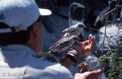 Photo: 
hood mockingbirds