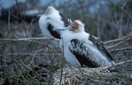 Photo: 
fregata minor