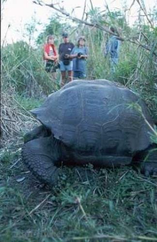 Photo: 
Galapagos Giant Tortoise Tourists