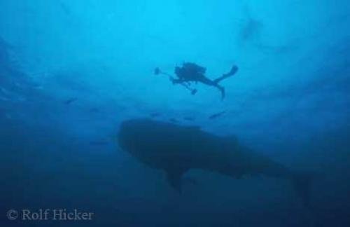 Photo: 
whale sharks