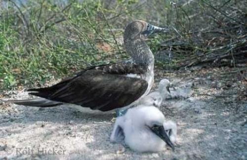 Photo: 
bird images