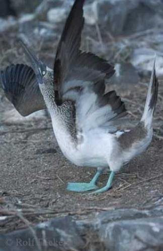 Photo: 
Blue Footed Booby Bird Photos