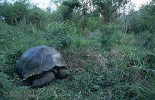 Photo: 
galapagos tortoise Geochelone Elephantopus