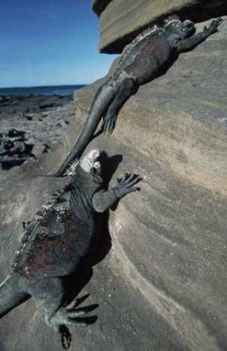 Photo: 
Marine Iguana