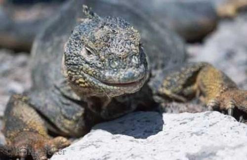 Photo: 
Galapagos Island Wildlife Animal