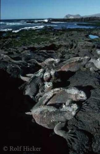 Photo: 
Galapagos Marine Iguanas Sun Bathing