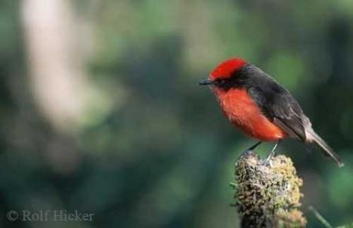 Photo: 
Vermilion Flycatcher