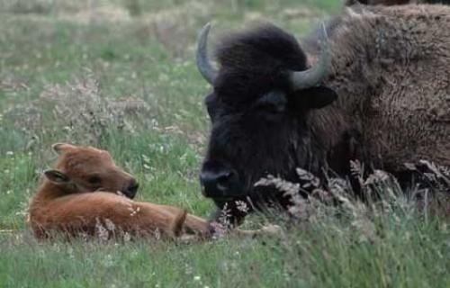 Photo: 
American Bison