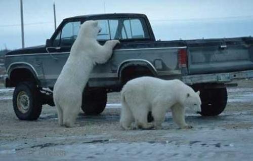 Photo: 
polar bear pics