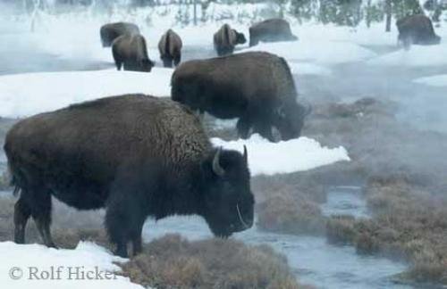 Photo: 
Buffalo Photos