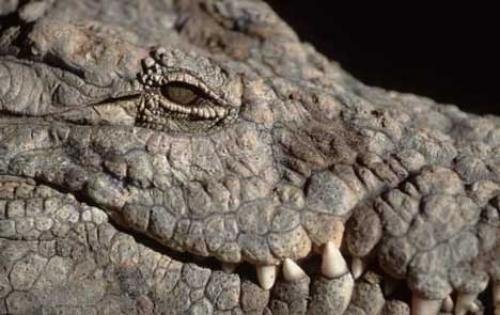 Photo: 
crocodile pictures
