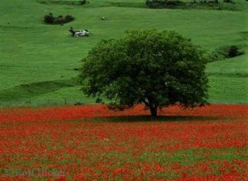 Photo: 
Poppy Field Italy