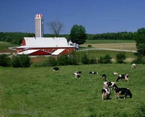 Photo: 
Pictures Of Farm Animals