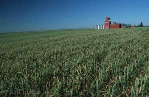 Photo: 
wheat field alberta