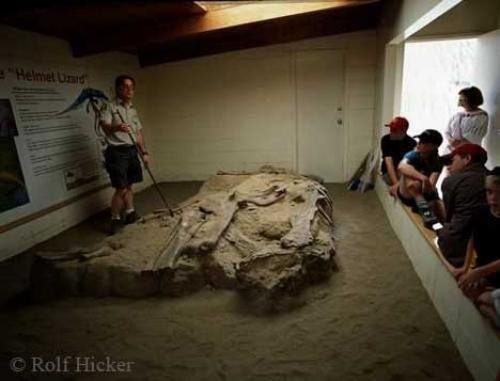 Photo: 
Pictures Of Dinosaurs