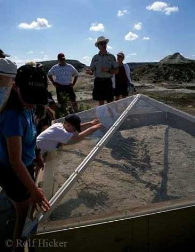 Photo: 
Dinosaur Bones Dinosaur Pictures