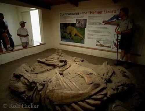 Photo: 
Exhibit Dinosaur Fossils Dinosaur Provincial Park