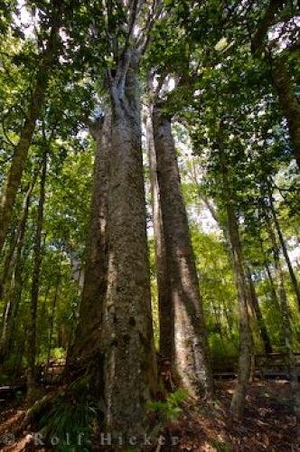 Photo: 
Agathis Australis Kauri Tree