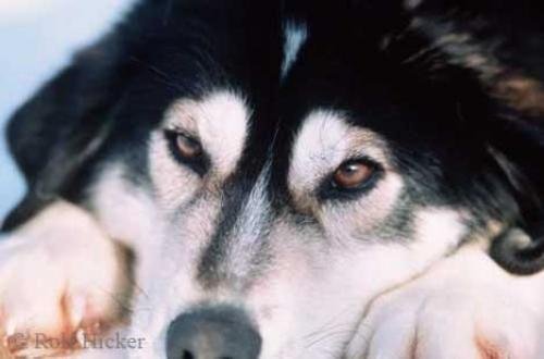Photo: 
Alaska Sled Dogs Pictures