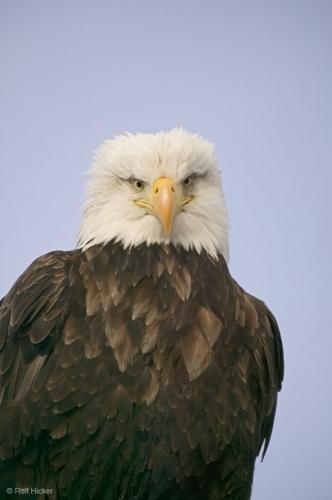 Photo: 
alaska wildlife
