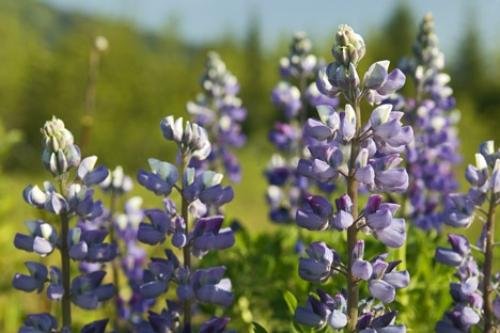 Photo: 
lupins
