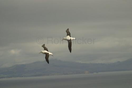 Photo: 
Albatros Diomedea Exulans