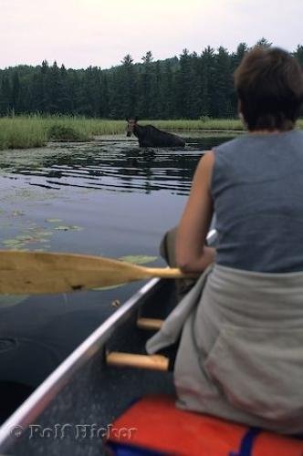 Photo of a moose bathing in one of the many ponds in the<br />Algonquin Provincial Park in Ontario, Canada. Photo: 
Algonquin Moose