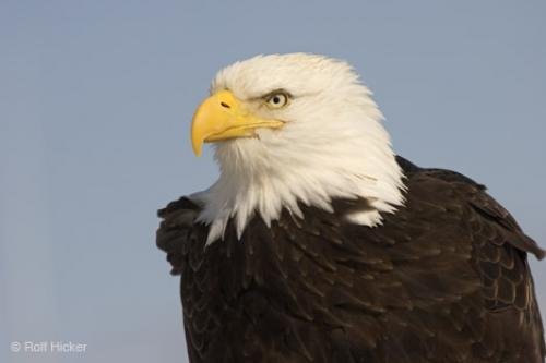 Photo: 
American Eagles Adult Head Portrait