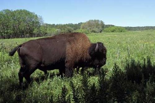 Photo: 
American Bison Animal Photos