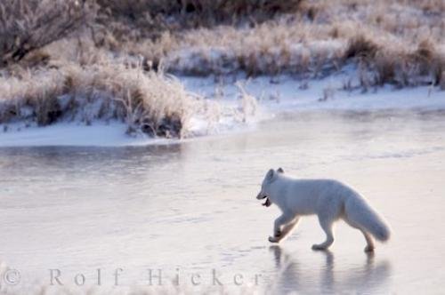 Photo: 
Animal Picture Arctic Fox