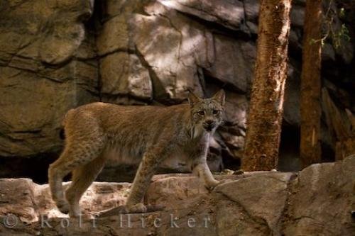 Photo: 
Animal Picture Canadian Lynx