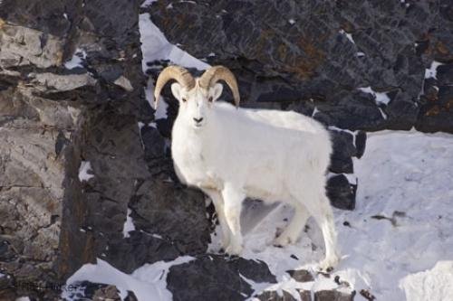 Photo: 
animal pictures
